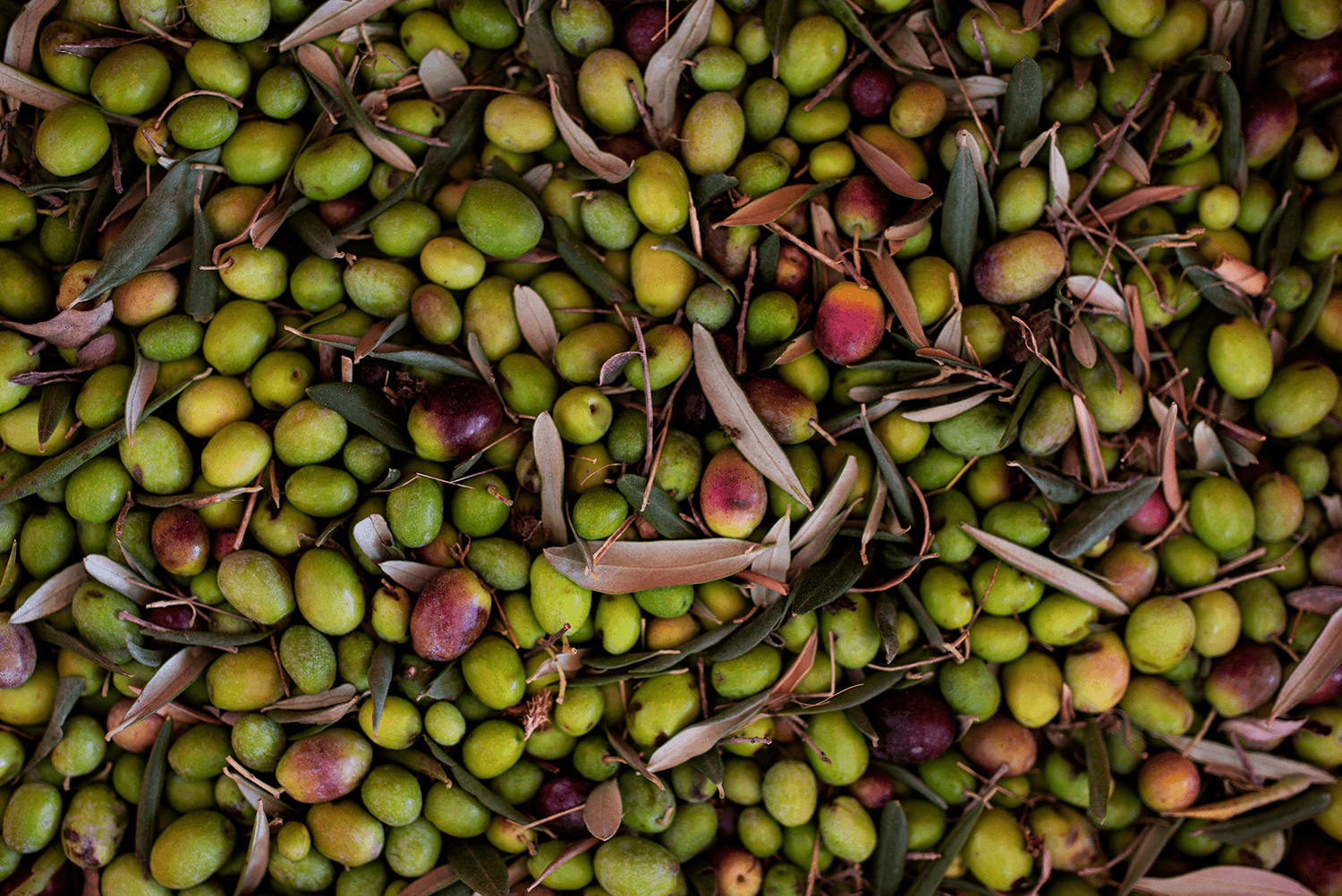 Viele grüne Oliven