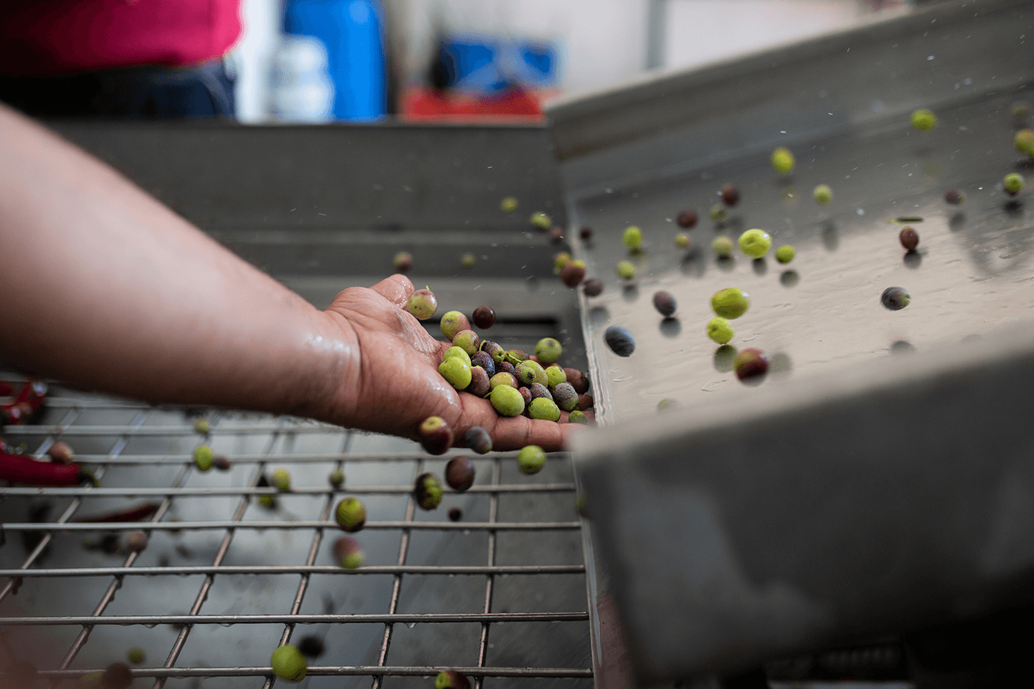 Oliven fallen aus einer Maschine, jemand fängt sie mit einer Hand